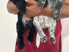 Cocker Spaniel Puppies