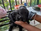 Cocker Spaniel Puppies