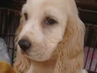 Cocker Spaniel Puppies