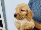 Cocker Spaniel Puppies