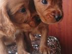 Cocker Spaniel Puppies