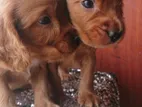 Cocker Spaniel Puppies