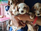 Cocker Spaniel Puppies