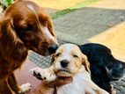Cocker Spaniel Puppies