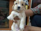 Cocker Spaniel Puppies