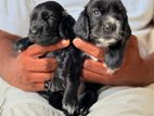Cocker Spaniel Puppies