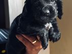 Cocker Spaniel Puppies