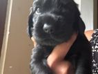 Cocker Spaniel Puppies