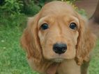 Cocker Spaniel Puppies
