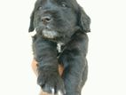 cocker spaniel puppies