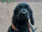 Cocker-Spaniel Puppies