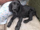 Cocker Spaniel Puppies