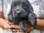Cocker Spaniel Puppies