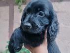 Cocker Spaniel Puppies