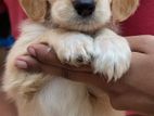 Cocker Spaniel Puppies