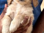 Cocker Spaniel Puppies