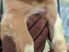 Cocker Spaniel Puppies