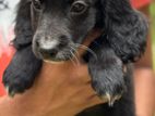 Cocker Spaniel Puppies