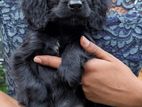 Cocker Spaniel Puppies