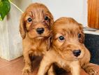 Cocker Spaniel Puppies