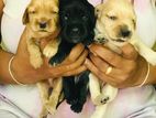 Cocker Spaniel Puppies