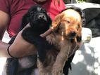 Cocker Spaniel Puppies