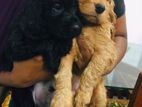 Cocker Spaniel Puppies