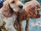 Cocker Spaniel Puppies