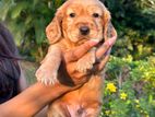 Cocker Spaniel Puppies