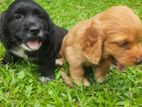 Cocker Spaniel Puppies