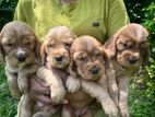 Cocker Spaniel puppies