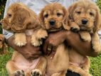 Cocker Spaniel puppies
