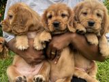Cocker Spaniel puppies