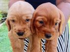 Cocker Spaniel Puppies