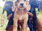 Cocker Spaniel Puppies