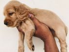 Cocker Spaniel puppies