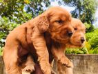 Cocker Spaniel puppies