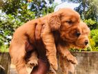 Cocker Spaniel puppies