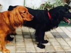 Cocker Spaniel Puppies