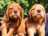 Cocker Spaniel puppies