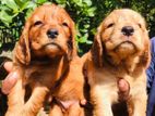 Cocker Spaniel puppies