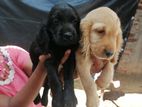 Cocker Spaniel Puppies