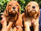 Cocker Spaniel puppies