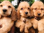 Cocker Spaniel puppies