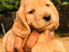 Cocker Spaniel puppies