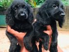 cocker spaniel puppies