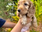 Cocker Spaniel Puppies