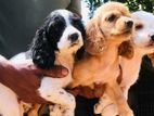 Cocker Spaniel Puppies