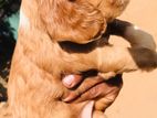 Cocker spaniel puppies