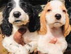 Cocker Spaniel puppies